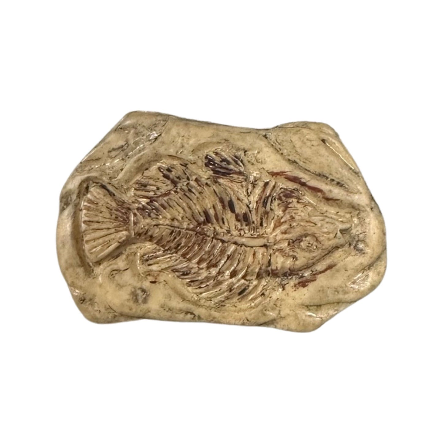 Fossil| fossil shoe charm| fossils| paleontology| shoe charms | gifts for boys| curiosity| Exploration| Starfish| Dinosaur, fossil|
