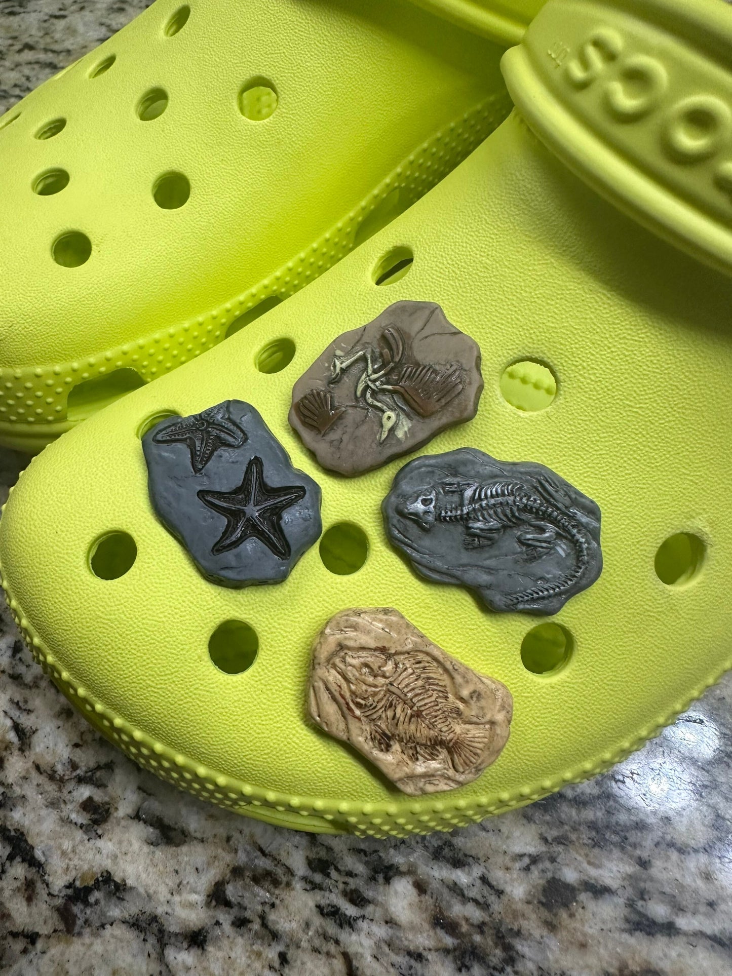 Fossil| fossil shoe charm| fossils| paleontology| shoe charms | gifts for boys| curiosity| Exploration| Starfish| Dinosaur, fossil|