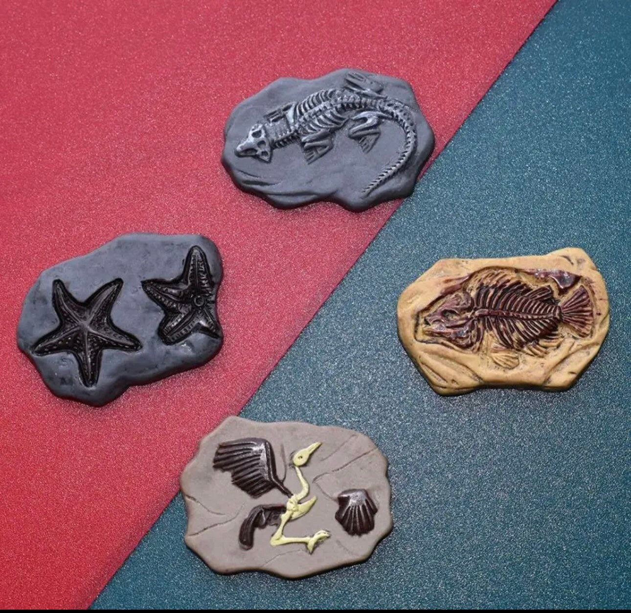 Fossil| fossil shoe charm| fossils| paleontology| shoe charms | gifts for boys| curiosity| Exploration| Starfish| Dinosaur, fossil|